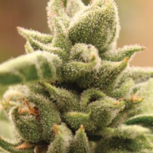Mango Sherbert feminized Seeds