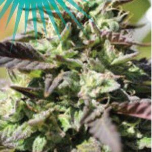 The Bling feminized Seeds