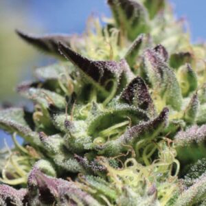 Vanilla Frosting feminized Seeds