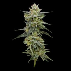 Hella Jelly (formerly Jelly Rancher) feminized Seeds