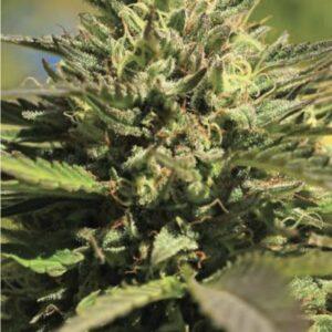 OG Kush feminized Seeds  -5