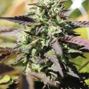 Chunkadelic Auto feminized Seeds