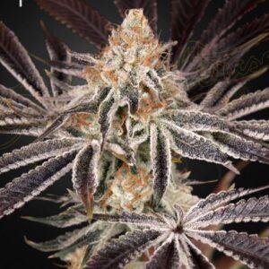 Dark Phoenix feminized Seeds