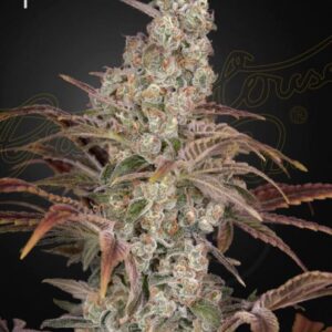 Jack's Dream feminized Seeds