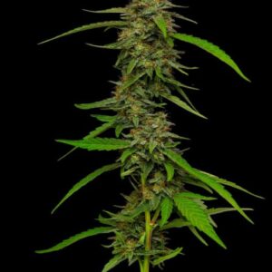 Strawberry Cheesecake feminized Seeds