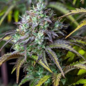 Original Big Bud Auto feminized Seeds