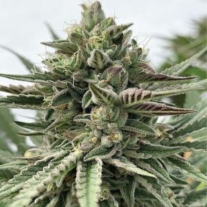 Humboldt Pound Cake feminized Seeds