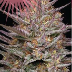 Raspberry Parfait feminized Seeds