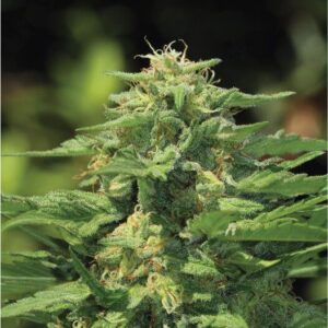 Dream Queen feminized Seeds