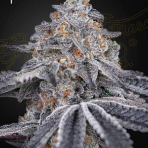 Velvet Moon feminized Seeds