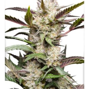 Mimosa Punch Auto feminized Seeds