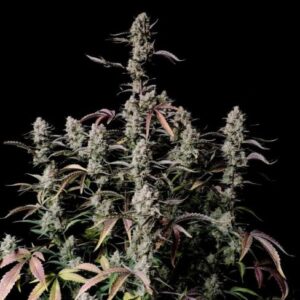 Gorilla Zkittlez Auto feminized Seeds-  1