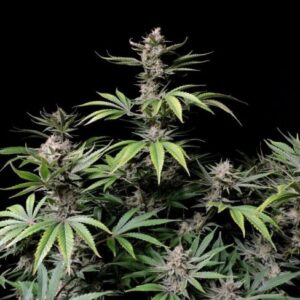 Cherry Cola Auto feminized Seeds