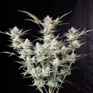 Strawberry Gorilla Auto feminized Seeds  -1