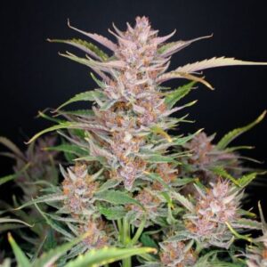 Gorilla Punch Auto feminized Seeds
