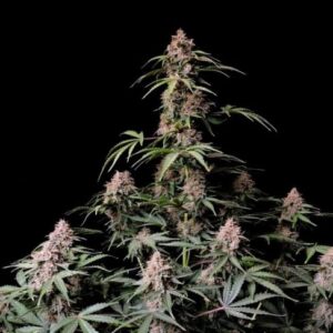 Amnesia Zkittlez Auto feminized Seeds  -1