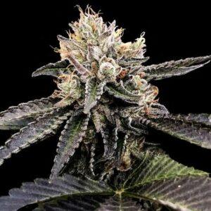 Cataract Cake feminized Seeds
