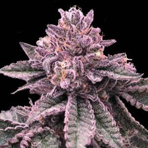 DNA Cake feminized Seeds