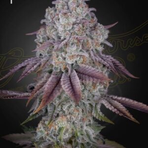Persian Pie feminized Seeds