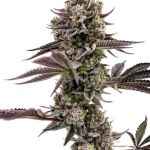 Blueberry Cupcake feminized Seeds