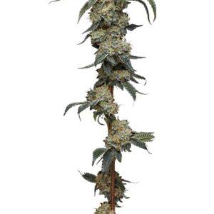 Farmer's Daughter feminized Seeds