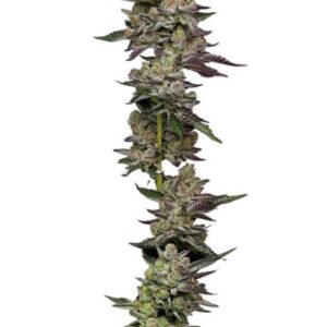 Poddy Mouth feminized Seeds