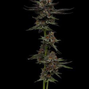 Vanilla Cr‚me Pie feminized Seeds