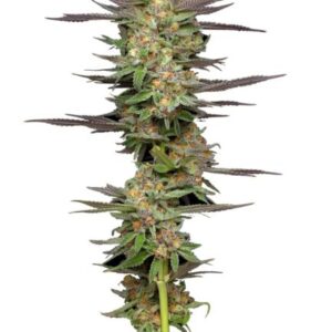 Mint Jelly Auto feminized Seeds