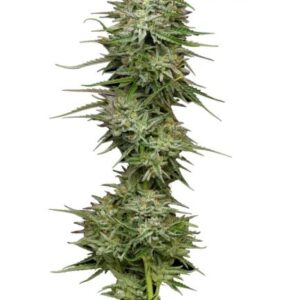 Pound Town Auto feminized Seeds