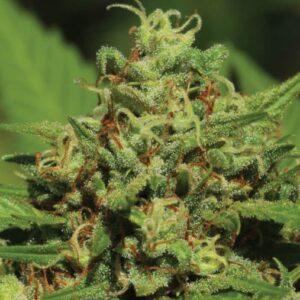 Emerald Fire OG feminized Seeds