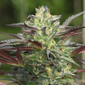 G.S. Cookies Auto Feminized Seeds