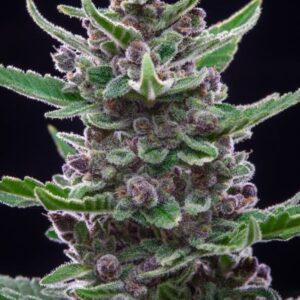Tropicana Cookies FAST feminized Seeds