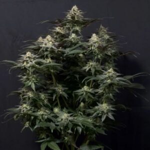 Purple Lemonade FAST feminized Seeds
