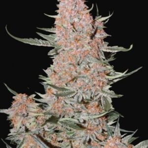 Ztrawberriez Auto feminized Seeds