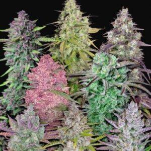 Fastbuds Mixed Pack Auto feminized Seeds