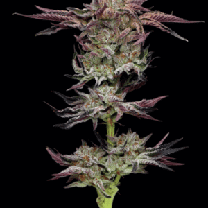 Jelly Donutz Auto feminized Seeds
