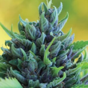 Humboldt Dream Auto feminized Seeds