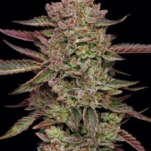 Gazzurple feminized Seeds