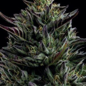 California Octane feminized Seeds