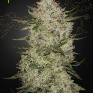 Highcloudz Auto feminized Seeds