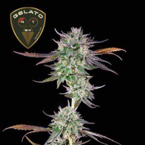 Gelato 41 BX feminized Seeds