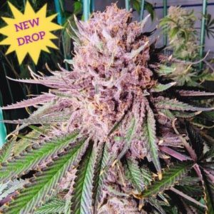 Runtz de Frutas feminized Seeds
