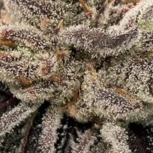 Bluemosa S1 feminized Seeds