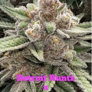 Raspberry Runtz feminized Seeds