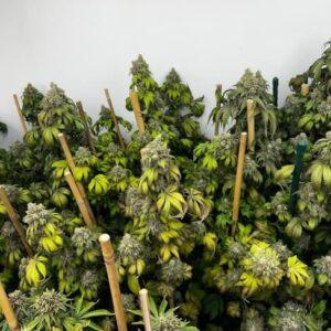 Indiana Bubble Gum S1 feminized Seeds