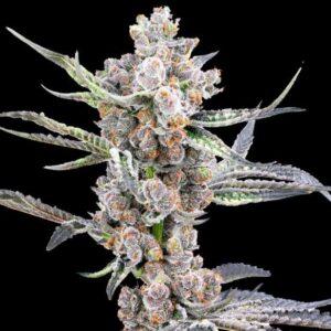 Blackout Auto feminized Seeds