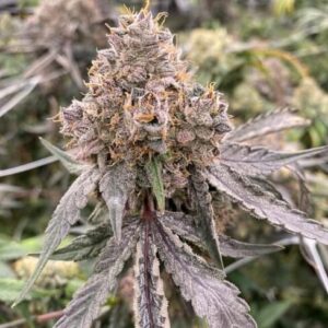 Gummy Bears Auto Feminized Seeds