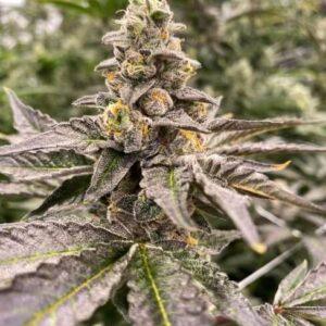 Gummy Mintz Auto Feminized Seeds