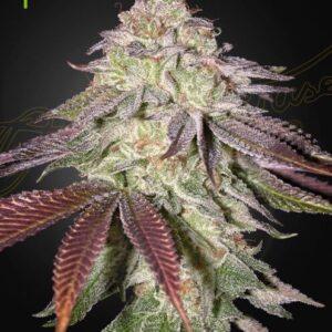 Sugarlato Auto feminized Seeds