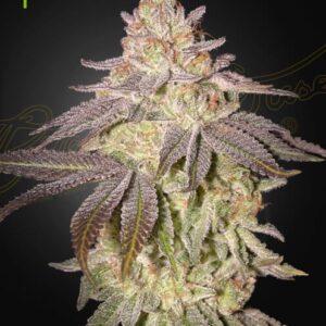 Black Toffee Auto feminized Seeds